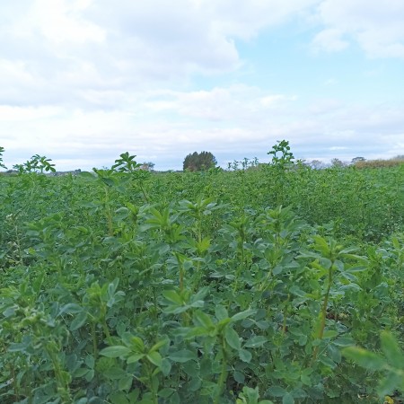 Campo de 5 Hectáreas en venta