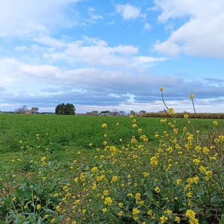 Campo de 5 Hectáreas en venta