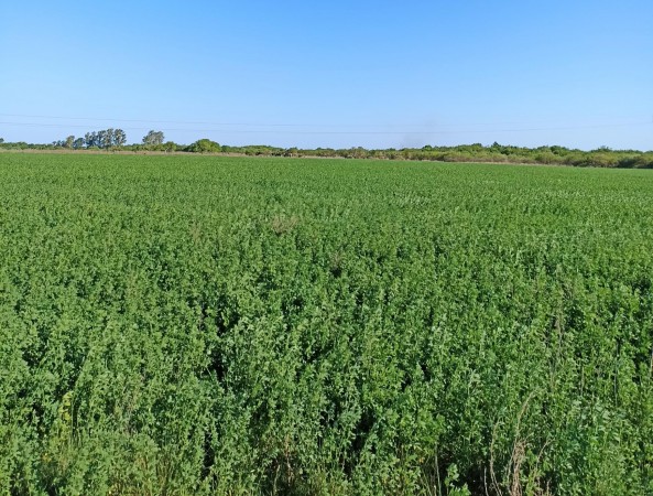 Campo de 93 hectáreas