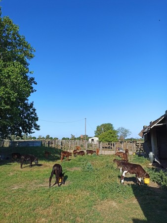 Campo de 93 hectáreas