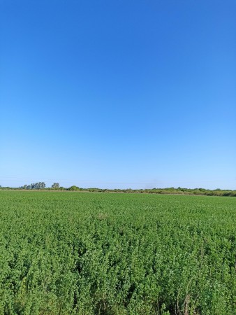 Campo de 93 hectáreas