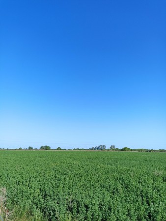 Campo de 93 hectáreas