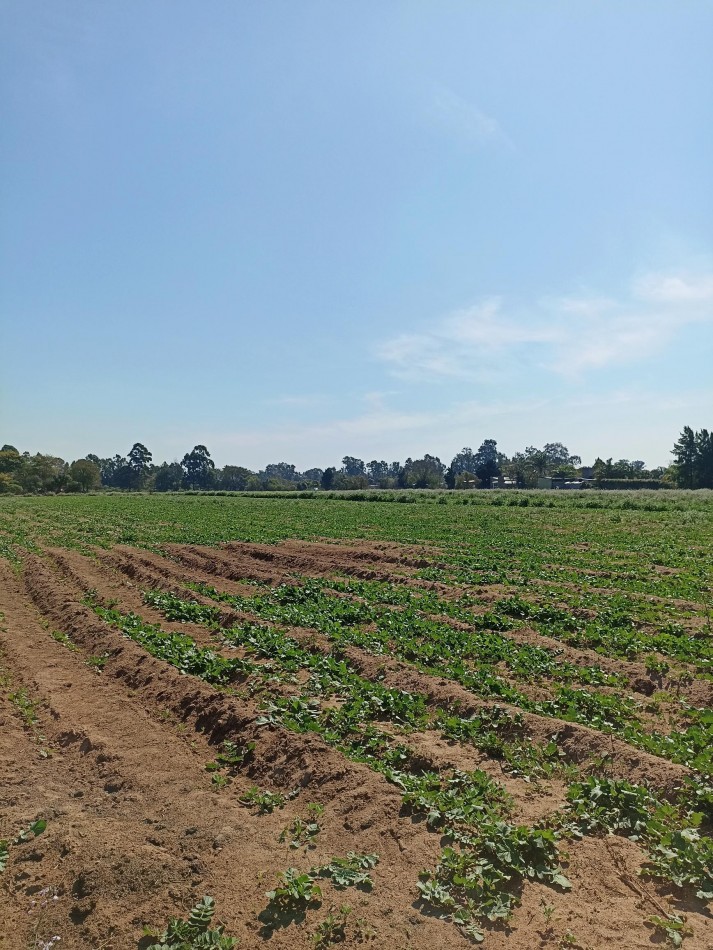 Campo en venta en Santa Rosa de Calchines 