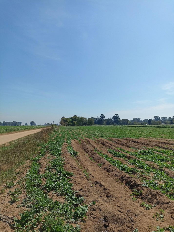 Campo en venta en Santa Rosa de Calchines 