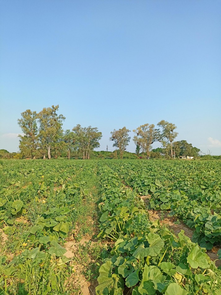 Campo en venta en Santa Rosa de Calchines 