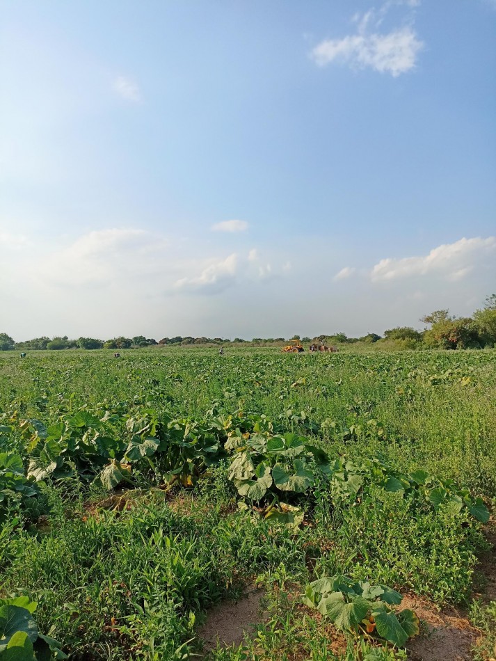 Campo en venta en Santa Rosa de Calchines 