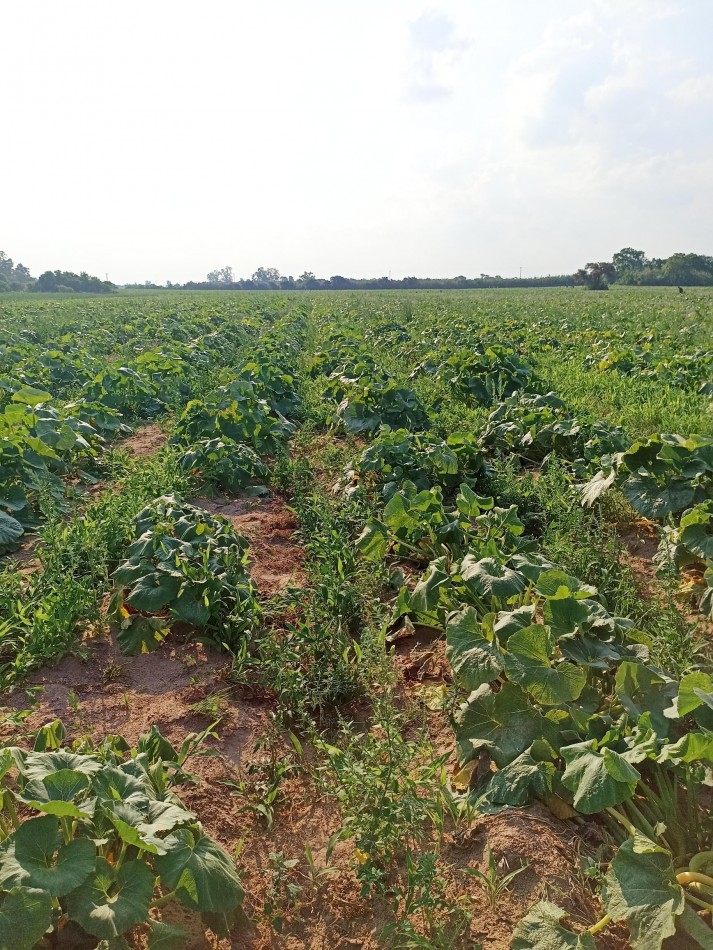 Campo en venta en Santa Rosa de Calchines 