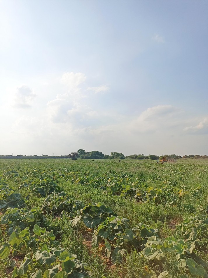 Campo en venta en Santa Rosa de Calchines 