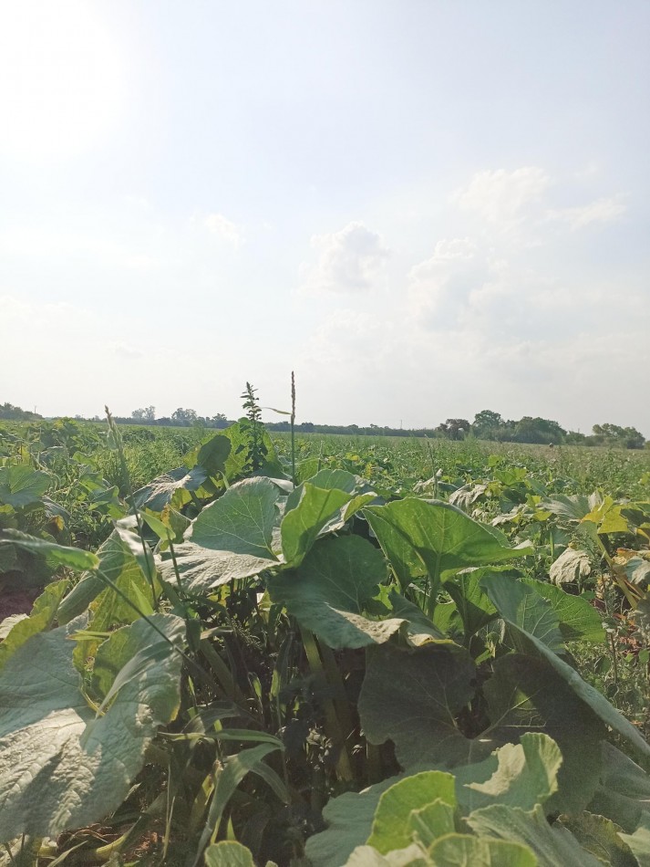 Campo en venta en Santa Rosa de Calchines 