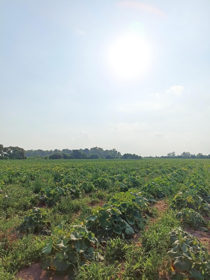 Campo en venta en Santa Rosa de Calchines 