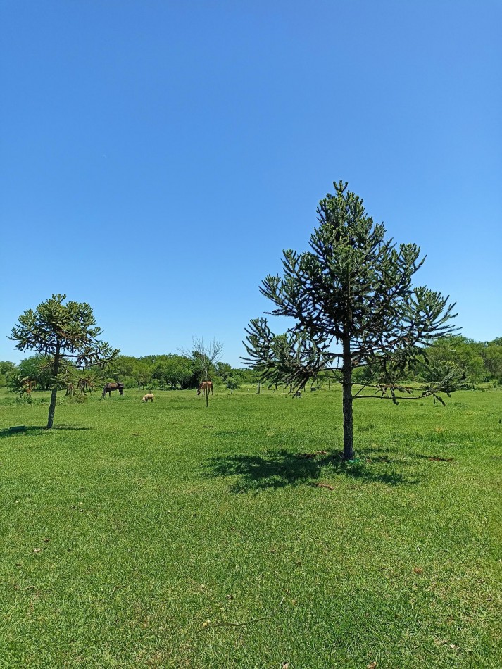 Campo sobre el rio en venta en Helvecia 